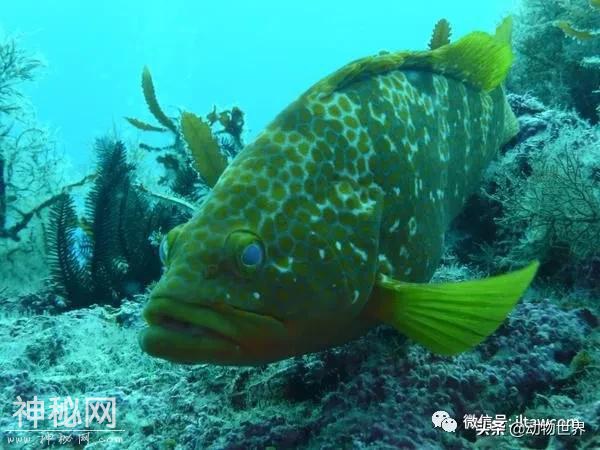 没有人确切知道如今有多少种动物，先认识一下这50种吧-13.jpg