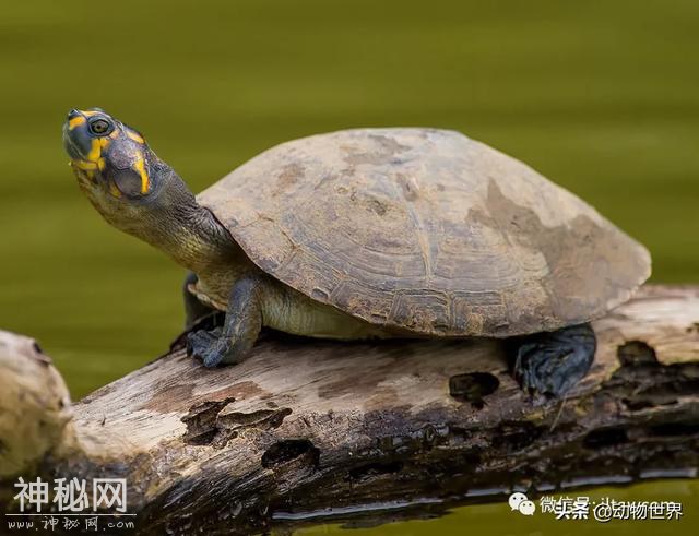 没有人确切知道如今有多少种动物，先认识一下这50种吧-24.jpg