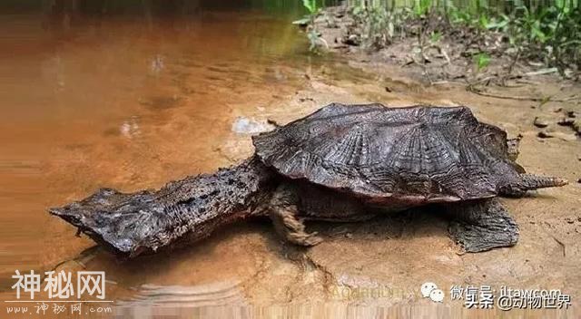 没有人确切知道如今有多少种动物，先认识一下这50种吧-28.jpg