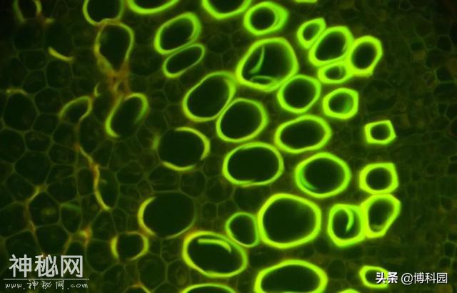 外星生命可能与地球生命非常不同，以至于认不出任何生物特征？-6.jpg