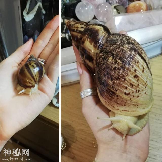 10张活久未见的生物照，罕见的老鹰和狼对峙，最像外星生物的蠕虫-2.jpg