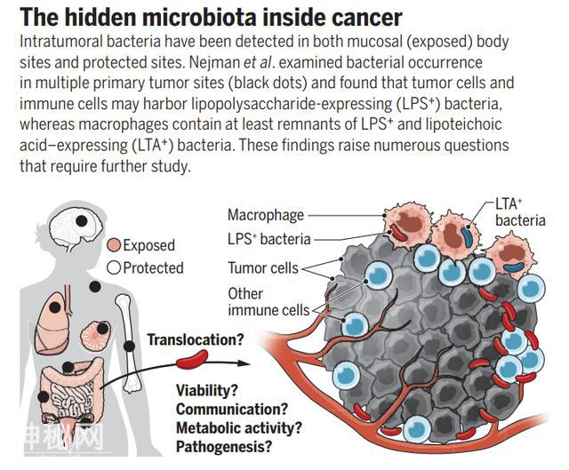 今日《科学》封面：人类肿瘤里发现大量细菌！它们究竟在做什么？-6.jpg