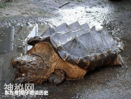 盘点那些在岸边实拍发现过的未知生物，一个比一个长的吓人-6.jpg