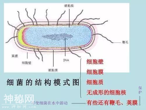 细菌和病毒：我们不一样-2.jpg