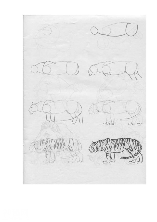 50个常见动物的画法-17.jpg
