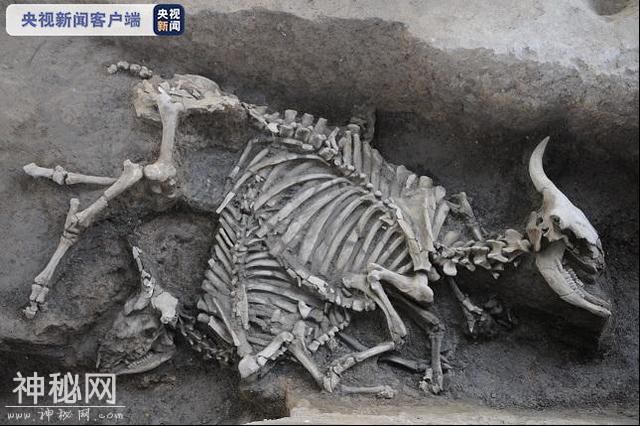 2019年度全国十大考古新发现揭晓-4.jpg