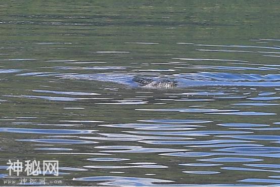 足足有10米长，喀纳斯湖底的“怪物”，科学家终于揭开水怪的秘密-2.jpg