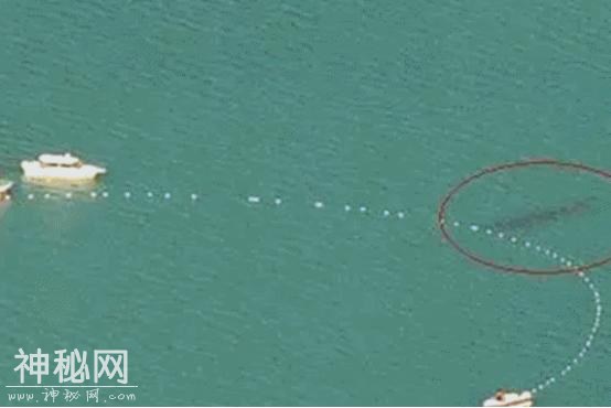 足足有10米长，喀纳斯湖底的“怪物”，科学家终于揭开水怪的秘密-4.jpg