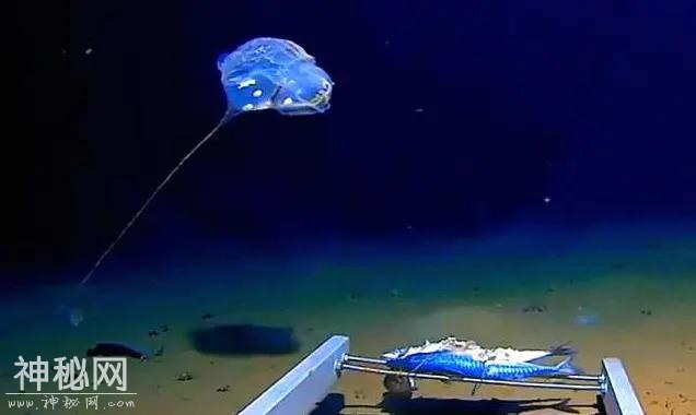 科学家爪哇海遭遇诡秘生物，外形科幻，射出蓝光，被疑为USO事件-1.jpg