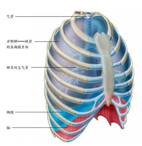 你天然拥有的无价之宝——身体-8.jpg