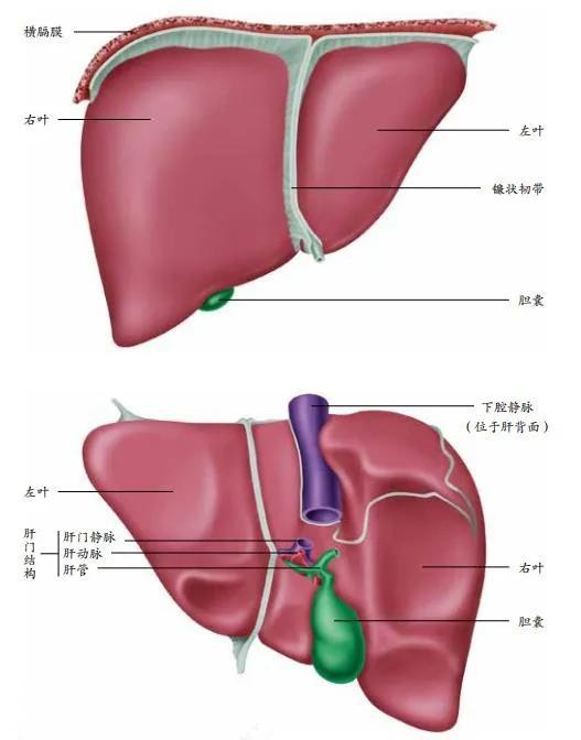 你天然拥有的无价之宝——身体-14.jpg