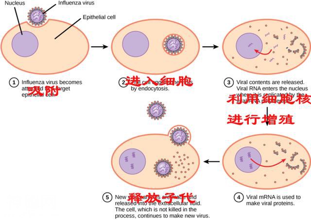 科普：病毒为什么可怕？-8.jpg