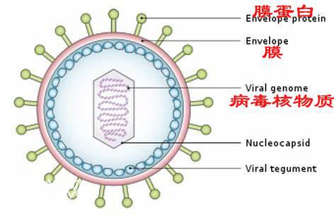 科普：病毒为什么可怕？-5.jpg