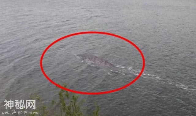 水怪又现身？网友在尼斯湖拍摄到神秘巨型生物：水中露出2.4米身影，背部图案眼熟-1.jpg