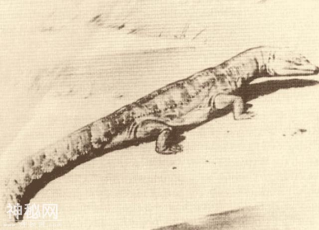 在中国发现的4大未知生物，个个神秘诡异，只有一种确定存在？-4.jpg