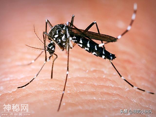 不是开玩笑！蚊子被评为世界上最危险的动物-3.jpg