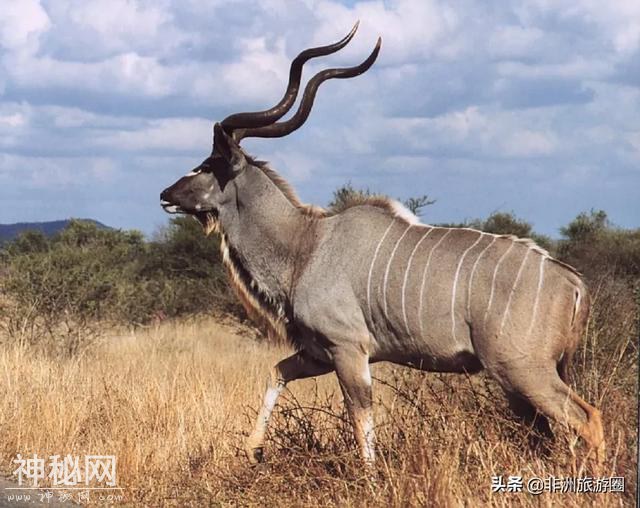 只有在非洲出没的十大神奇动物，这些动物你都见过吗？-36.jpg