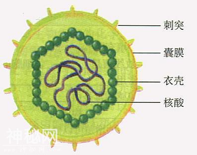 什么是细菌、什么是病毒？这篇文章告诉你-10.jpg