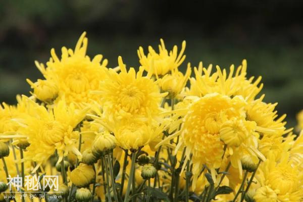 我们的节日·重阳节｜重阳节习俗知多少-6.jpg