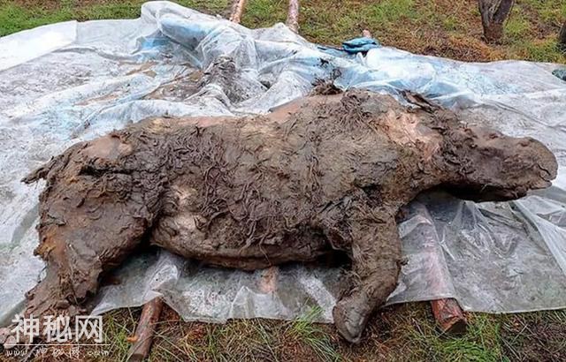 史前披毛犀尸体被发现，全球变暖日益严重，大自然正悄悄惩罚人类-1.jpg