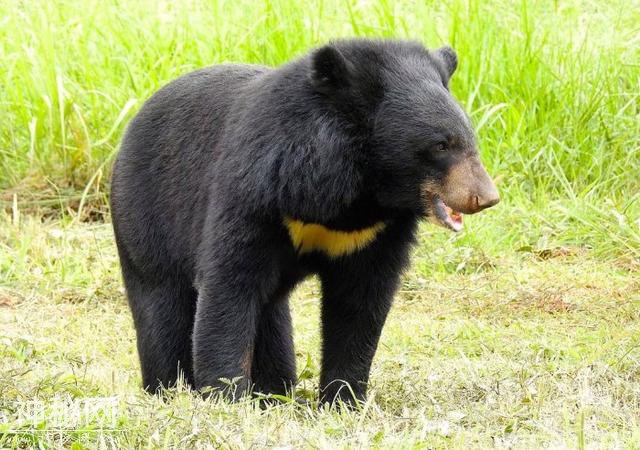 大野猪强过虎？在东北虎的地盘上，就数野猪被吃得多-2.jpg