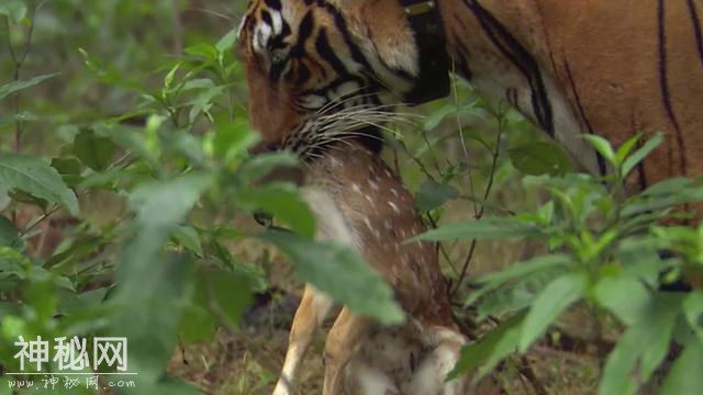 大野猪强过虎？在东北虎的地盘上，就数野猪被吃得多-6.jpg