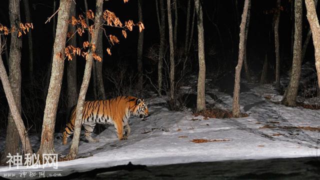 大野猪强过虎？在东北虎的地盘上，就数野猪被吃得多-4.jpg