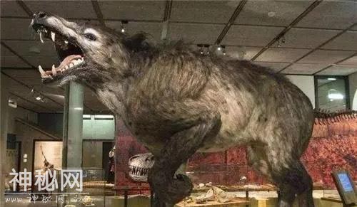 神农架的原始森林最深处，到底有什么未知生物哪？-7.jpg