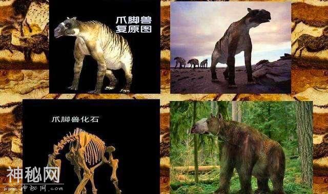神农架的原始森林最深处，到底有什么未知生物哪？-8.jpg