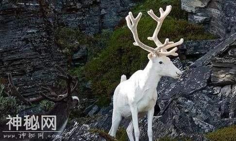 神农架的原始森林最深处，到底有什么未知生物哪？-5.jpg