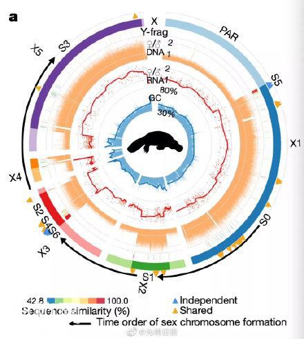 人类和鸭嘴兽有共同祖先 现生哺乳动物最近共同祖先基因组图谱首次成功构建-2.jpg