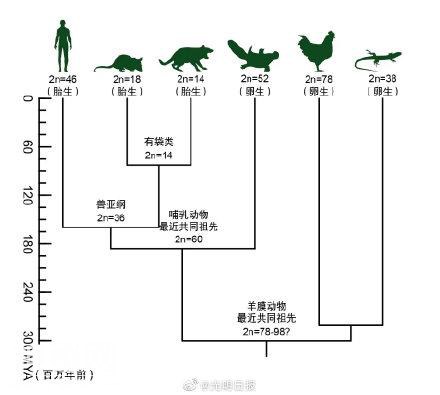 人类和鸭嘴兽有共同祖先 现生哺乳动物最近共同祖先基因组图谱首次成功构建-3.jpg