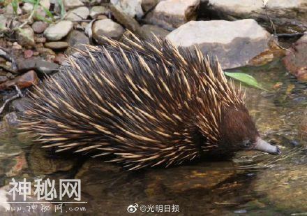 人类和鸭嘴兽有共同祖先 现生哺乳动物最近共同祖先基因组图谱首次成功构建-4.jpg