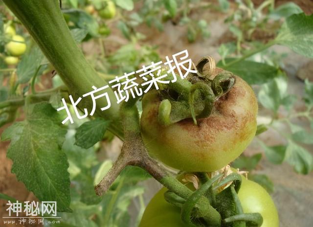 细菌、真菌、卵菌病害“傻傻分不清楚”？看这里-1.jpg