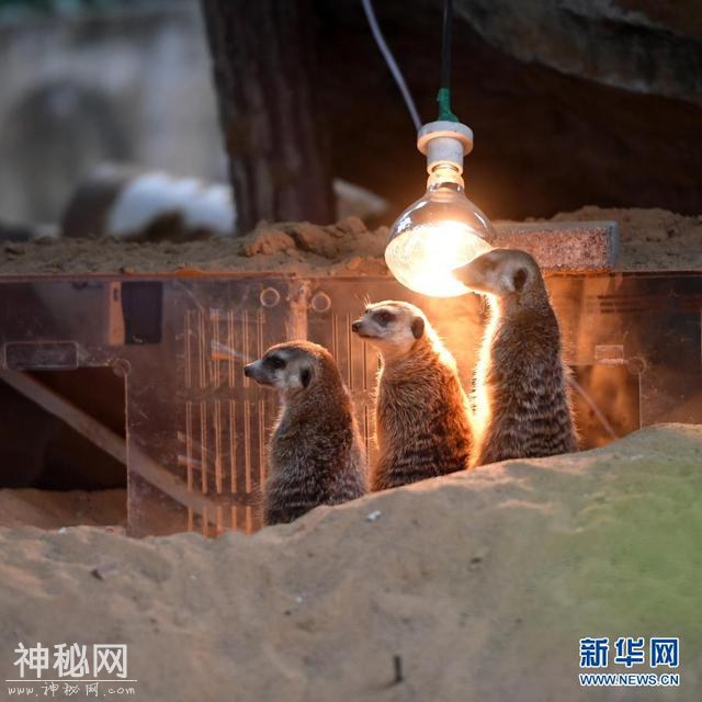 重庆动物园为动物取暖过冬-1.jpg