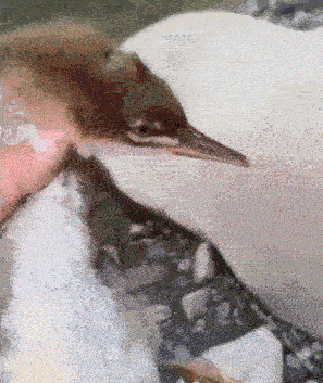 GIF:ʧܵħ̣ͲҪ-5.jpg