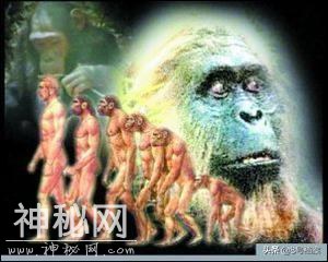 Xun悟空的猴子猴孙？神农架发现巨大”类人“野人-3.jpg