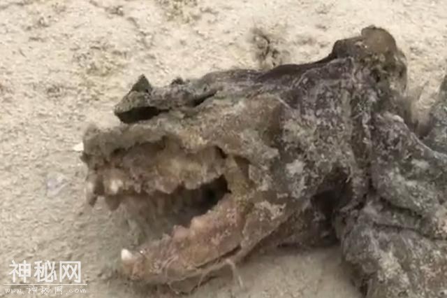 美国海滩发现神秘“生物”，没有眼睛，看似像狗，科学暂无解释-2.jpg