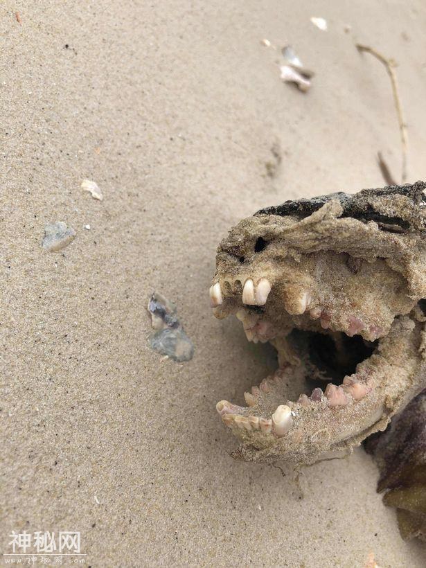 美国海滩发现神秘“生物”，没有眼睛，看似像狗，科学暂无解释-5.jpg