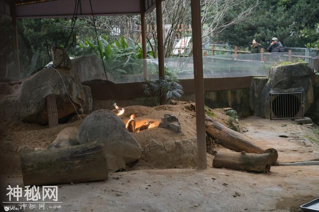 寒潮来袭 重庆动物园内动物“花式取暖”-5.jpg