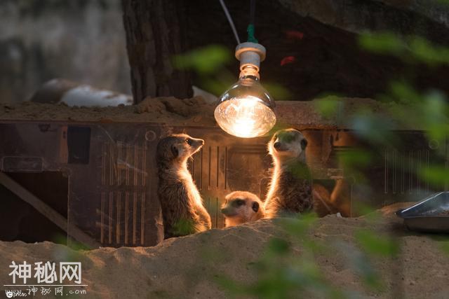 寒潮来袭 重庆动物园内动物“花式取暖”-8.jpg