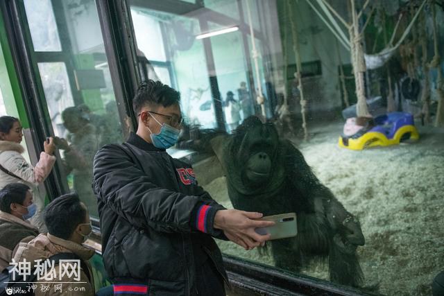 寒潮来袭 重庆动物园内动物“花式取暖”-26.jpg