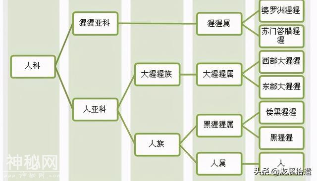 神农架有野人吗？你所不知道的那些人类成员们-10.jpg