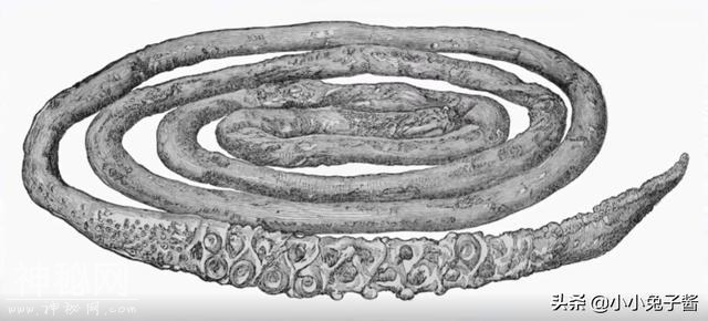 8个被证实存在的神秘生物，您听说过几种？-5.jpg