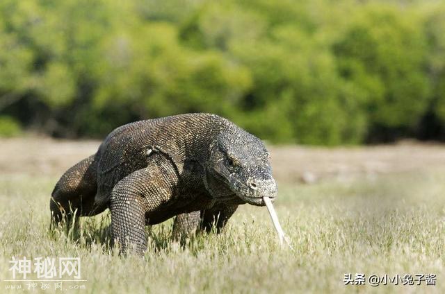 8个被证实存在的神秘生物，您听说过几种？-9.jpg