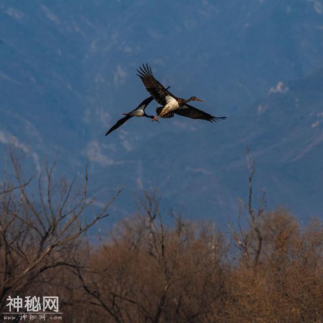 国家一级保护动物黑鹳“做客”燕山石化牛口峪公园-1.jpg