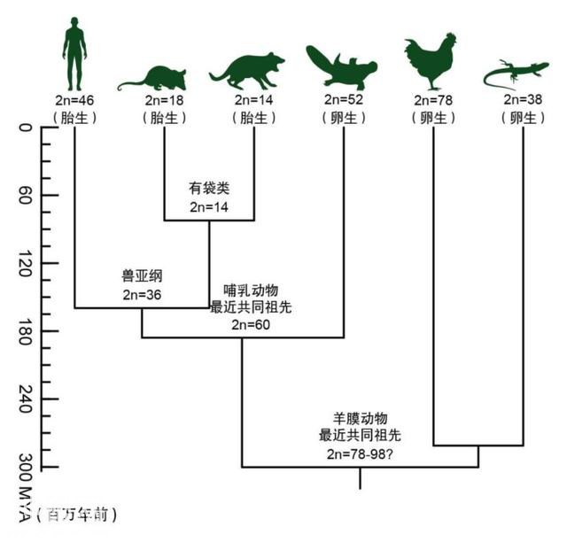 人和鸭嘴兽共享一个哺乳动物祖先？中外科学家解开1.8亿年前这段进化秘史-1.jpg