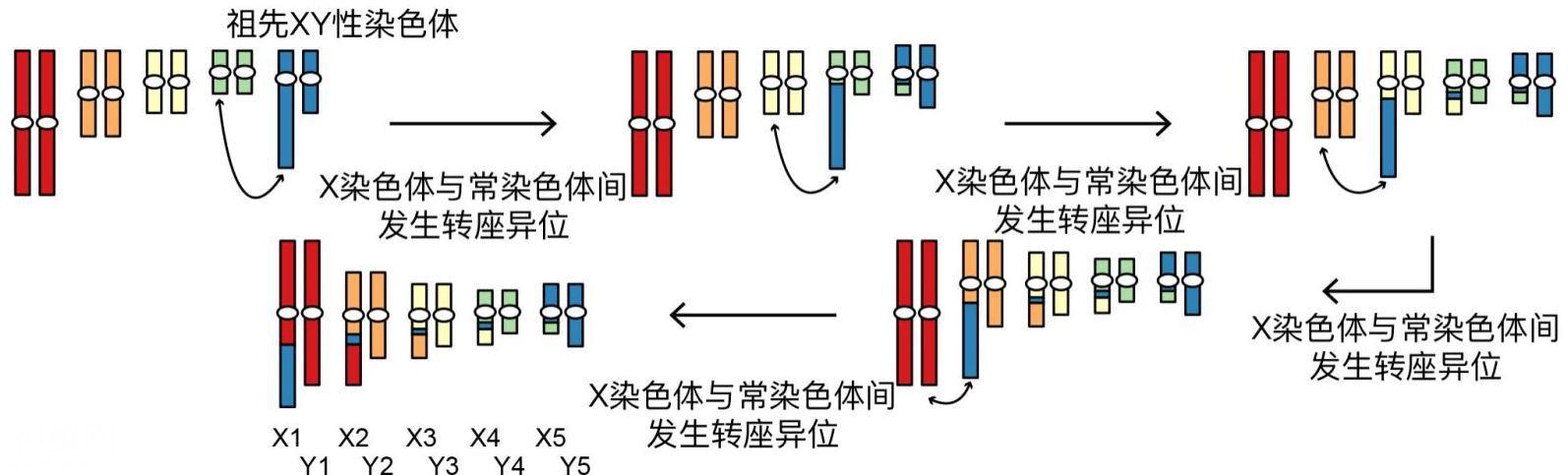 人和鸭嘴兽共享一个哺乳动物祖先？中外科学家解开1.8亿年前这段进化秘史-4.jpg