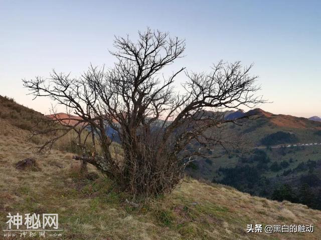 乘着高铁游湖北，第五站：神农架，炎帝采药的地方真的有野人吗？-27.jpg