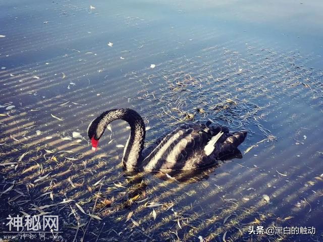 乘着高铁游湖北，第五站：神农架，炎帝采药的地方真的有野人吗？-61.jpg